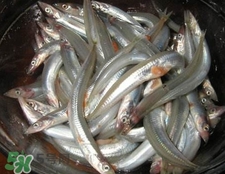 面條魚有什么營養？面條魚營養價值
