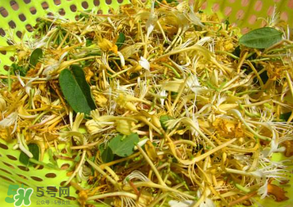 剛摘的金銀花能泡水喝嗎？剛摘的金銀花怎么處理？