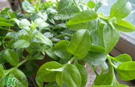 哪些人不可以吃救心菜？什么人不能吃救心菜？