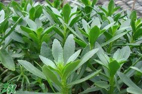 救心菜可以泡茶喝嗎？救心菜能泡水喝嗎？