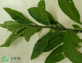 救心菜可以泡茶喝嗎？救心菜能泡水喝嗎？