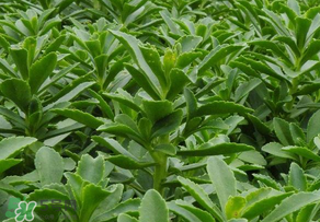 救心菜是三七嗎？救心菜和三七區(qū)別