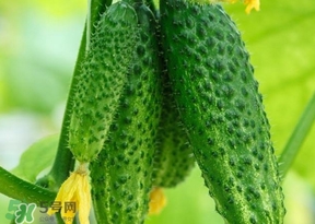 黃瓜不能和什么一起吃？黃瓜不能和什么食物一起吃
