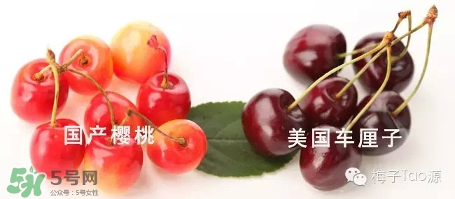 櫻桃和櫻珠的區別 櫻桃和櫻珠哪個大
