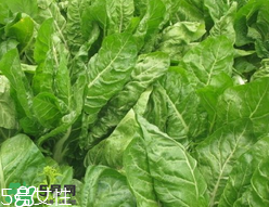 根達菜的營養價值 根達菜的功效與作用