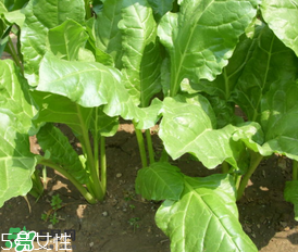 根達菜的營養價值 根達菜的功效與作用