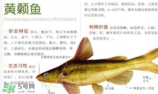 黃顙魚(yú)不能和什么一起吃？黃顙魚(yú)不能與什么同吃？