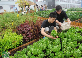 六月份種什么蔬菜？六月份可以種什么蔬菜？