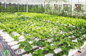 六月份種什么蔬菜？六月份可以種什么蔬菜？