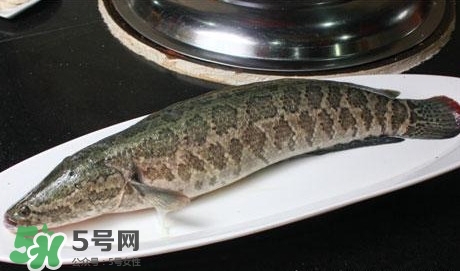 黑魚能和山藥一起吃嗎？山藥能和黑魚一起燉嗎