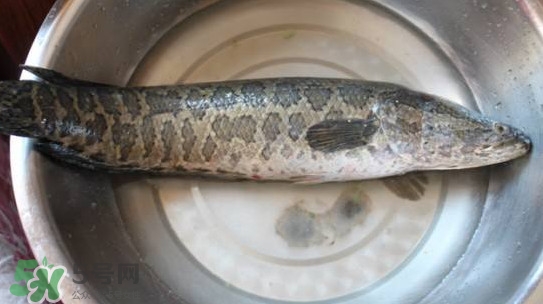 黑魚能和蘿卜一起吃嗎？黑魚能和胡蘿卜同食嗎