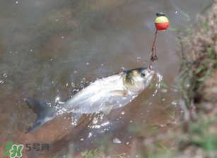 五月份能釣鰱魚嗎？五月份釣什么魚？