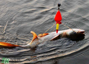 五月份能釣鰱魚嗎？五月份釣什么魚？