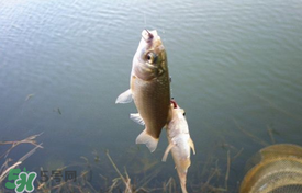 立夏好釣魚嗎？立夏怎么釣魚？
