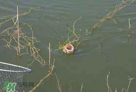 立夏好釣魚嗎？立夏怎么釣魚？