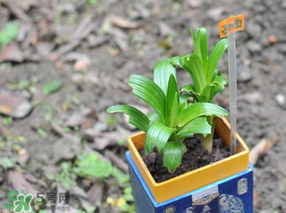 立夏種什么菜？立夏適合種什么？