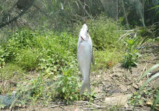 立夏好釣魚嗎？立夏怎么釣魚？