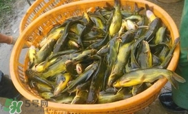黃顙魚(yú)不能和什么一起吃？黃顙魚(yú)不能與什么同吃？