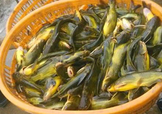 黃顙魚不能和什么一起吃？黃顙魚不能與什么同吃？