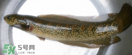 烏鱧魚多少錢一斤？烏鱧價格