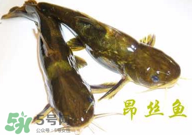 黃顙魚(yú)不能和什么一起吃？黃顙魚(yú)不能與什么同吃？