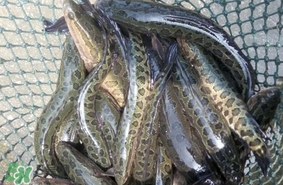 黑魚是發(fā)物嗎？黑魚是不是發(fā)物