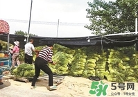 河南多地出現蒜你完 金鄉蒜薹最新價格