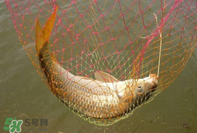 立夏怎么釣鯉魚？立夏釣鯉魚用什么餌料？
