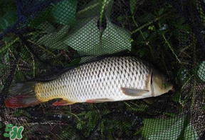 立夏怎么釣鯉魚？立夏釣鯉魚用什么餌料？