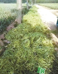 河南多地出現蒜你完 金鄉蒜薹最新價格