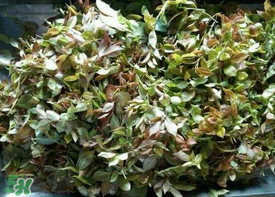 烏樹(shù)葉怎么做？烏樹(shù)葉怎么做好吃又簡(jiǎn)單？