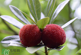 楊梅多少錢一斤 楊梅什么季節成熟上市