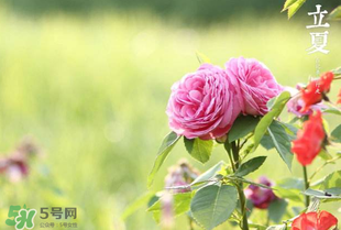 立夏開什么花？立夏有什么花？