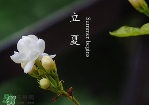 立夏開什么花？立夏有什么花？