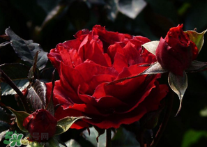 母親節可以送玫瑰花嗎？母親節送幾朵玫瑰花好？
