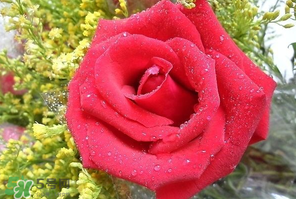 母親節可以送玫瑰花嗎？母親節送幾朵玫瑰花好？