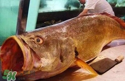 黃唇魚可以養(yǎng)殖嗎？黃唇魚能養(yǎng)殖嗎？