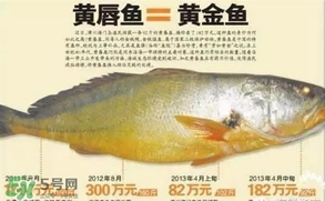 黃唇魚是黃花魚嗎？黃唇魚是黃魚嗎？