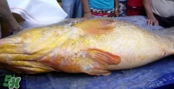 黃唇魚可以買賣嗎？黃唇魚買賣違法嗎？