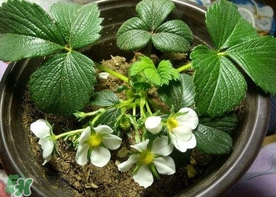 菠蘿莓種子哪里有賣？哪里能買得到菠蘿莓種子？