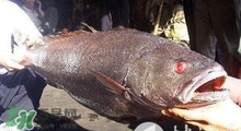 黃唇魚可以養(yǎng)殖嗎？黃唇魚能養(yǎng)殖嗎？