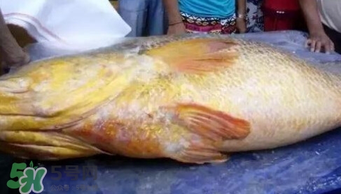 黃唇魚為什么那么貴？黃唇魚為什么這么貴