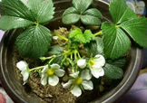 菠蘿莓種子哪里有賣(mài)？哪里能買(mǎi)得到菠蘿莓種子？