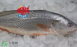 黃唇魚是黃花魚嗎？黃唇魚是黃魚嗎？