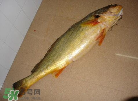 黃唇魚是什么魚？黃唇魚是淡水魚嗎