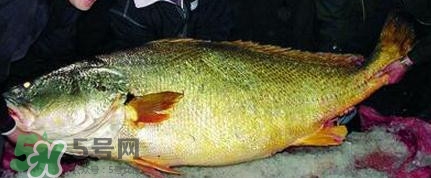 黃唇魚可以買賣嗎？黃唇魚買賣違法嗎？