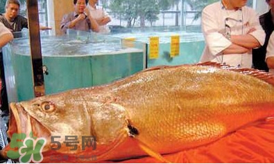 黃唇魚可以買賣嗎？黃唇魚買賣違法嗎？