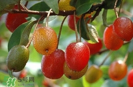 羊奶子是什么？羊奶果多少錢一斤