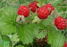 山莓多少錢一斤？為什么沒(méi)人種植山莓