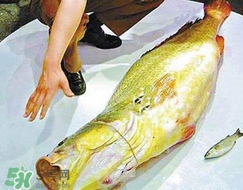 黃唇魚(yú)怎么做？黃唇魚(yú)怎么保存